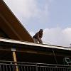 mr rotten at work on pukalani patio cover